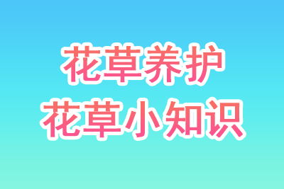 花草养殖知识
