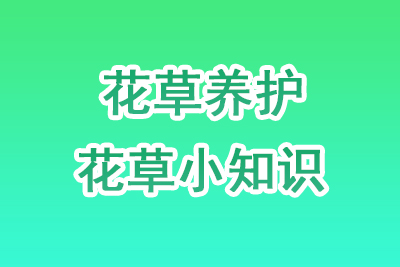 花草如何养护